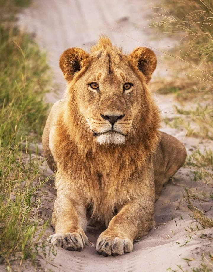 a-beautiful-botswana-wildlife-in-picture-of-world-2026-01-08-02-31-20-utc_11zon