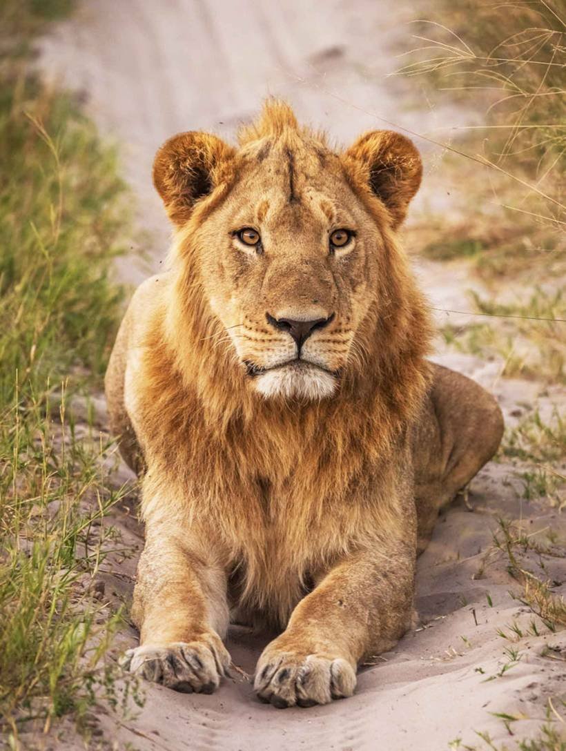 a-beautiful-botswana-wildlife-in-picture-of-world-2026-01-08-02-31-20-utc_11zon