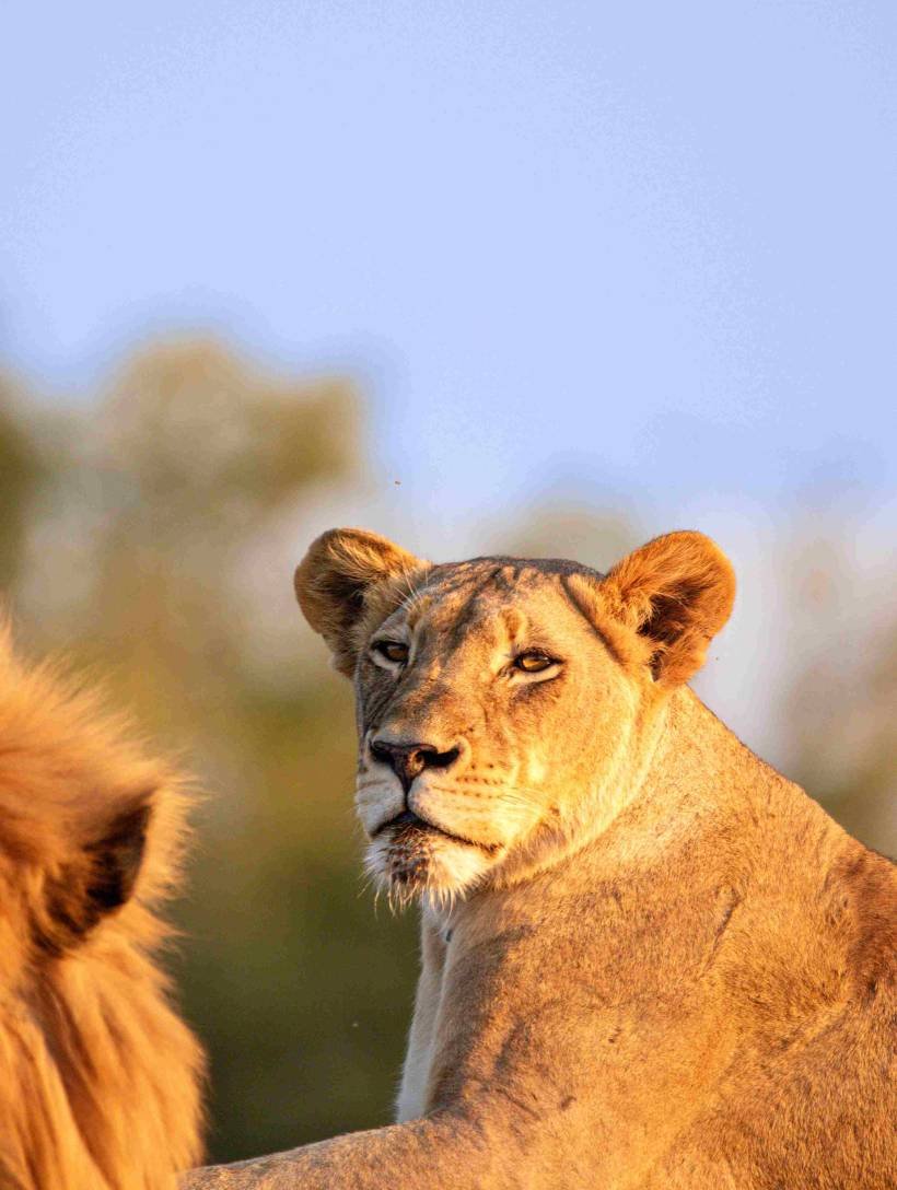 a-lioness-panthera-leo-lying-down-golden-light-2026-01-14-16-29-05-utc_11zon