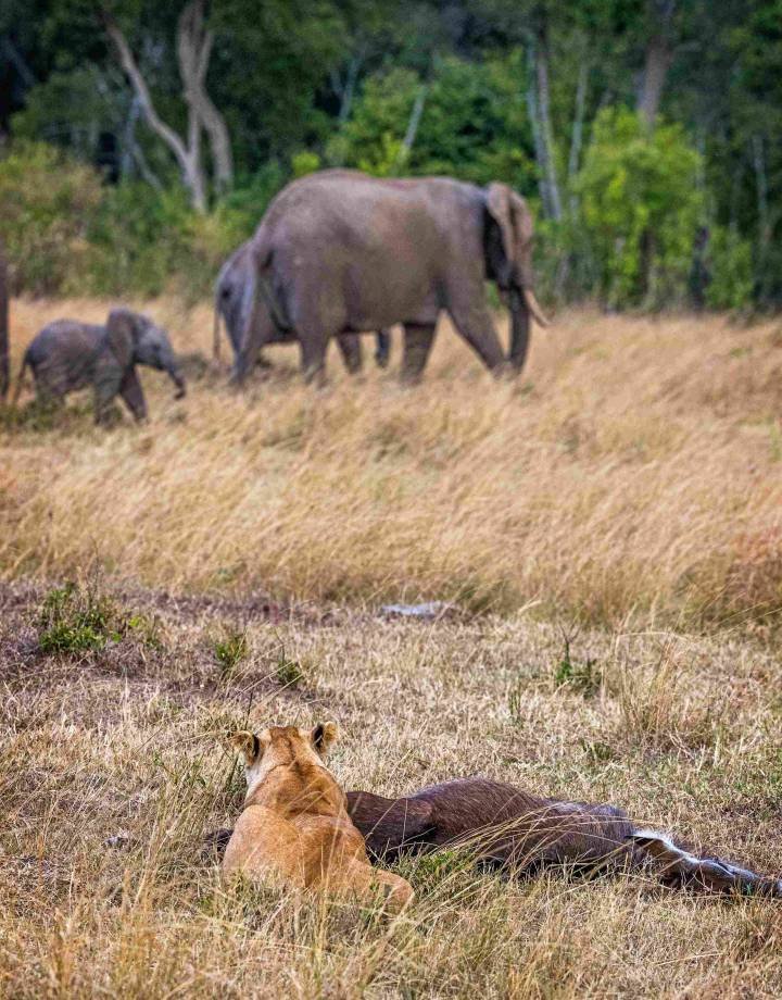 lioness-eating-carcass-watching-elephants-2026-01-05-00-43-18-utc_11zon (1)