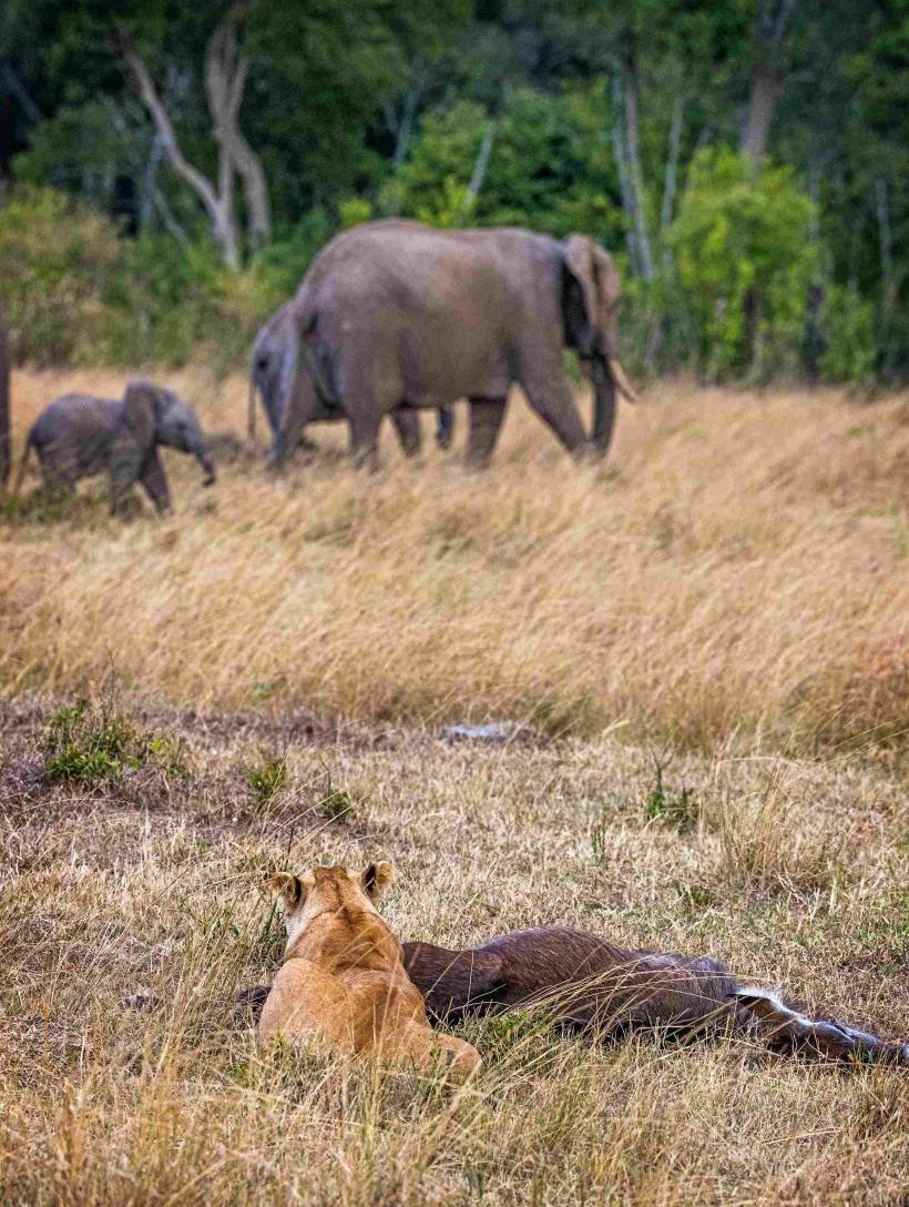 lioness-eating-carcass-watching-elephants-2026-01-05-00-43-18-utc_11zon (1)