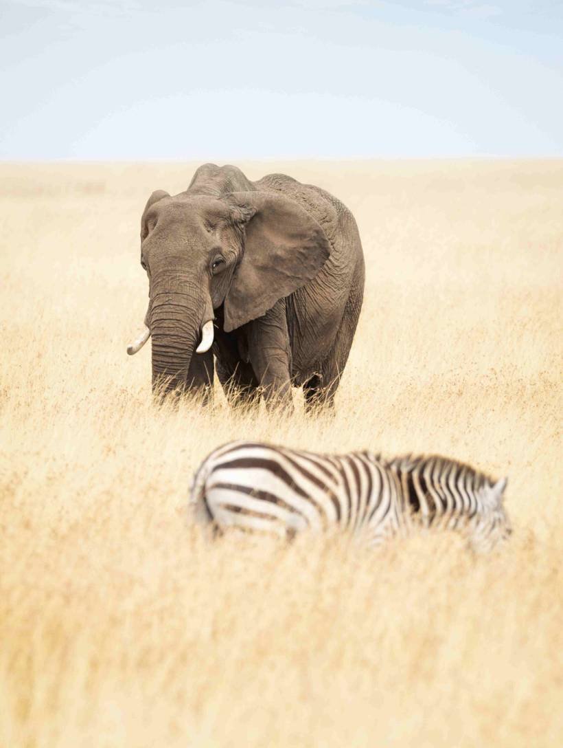 one-elephant-and-zebra-in-africa-2026-01-05-01-03-55-utc_11zon